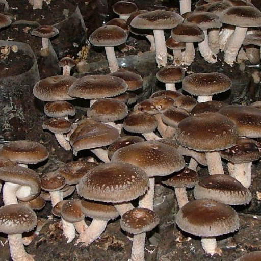 香菇種植